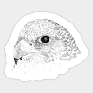 Kestrel Sticker